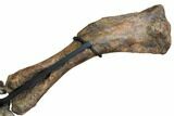 Fossil Hadrosaur (Brachylophosaurus) Articulated Limb - Montana #113082-13